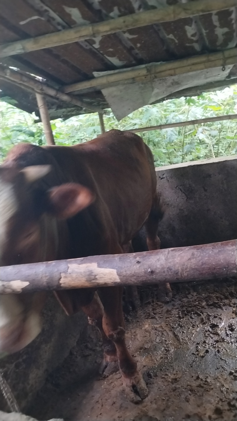 我要卖牛。