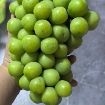 阳光玫瑰