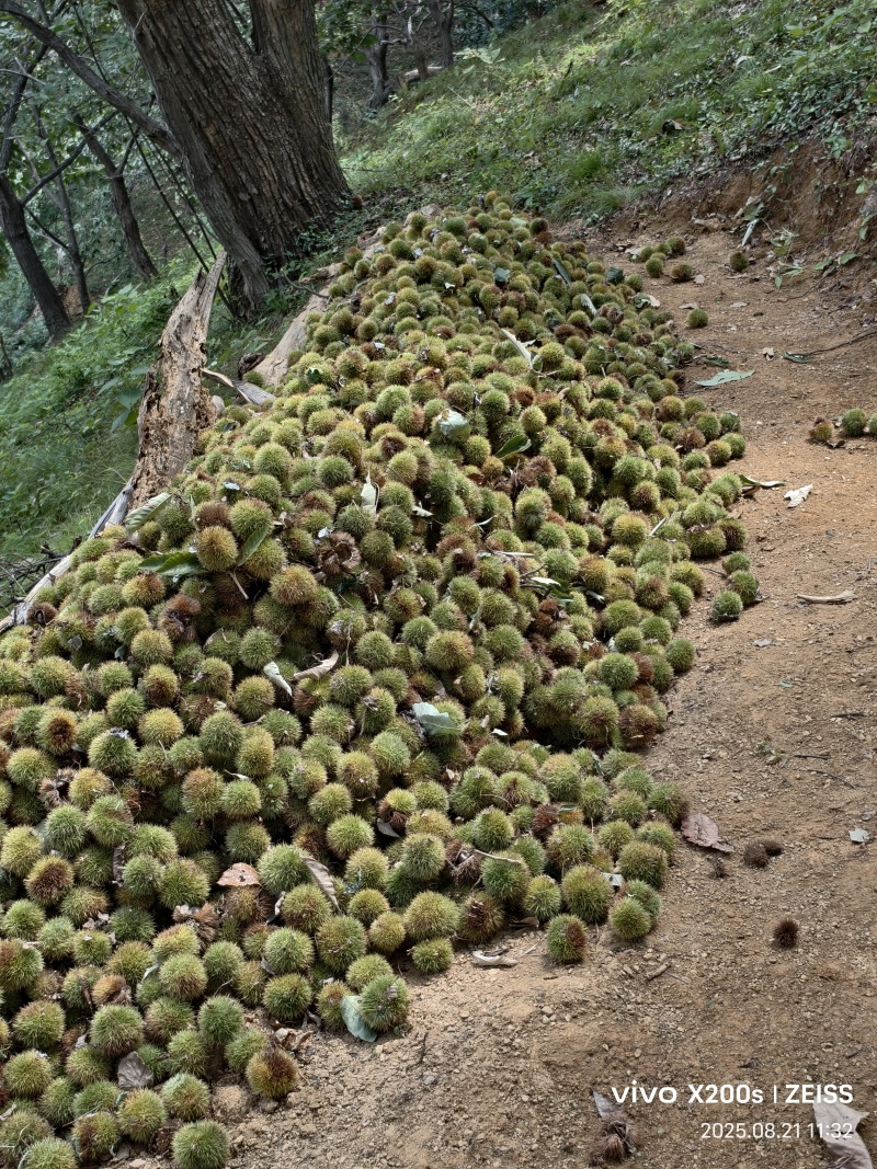 湖北三阳板栗