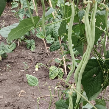 架豆王豆角