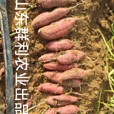 紫薯