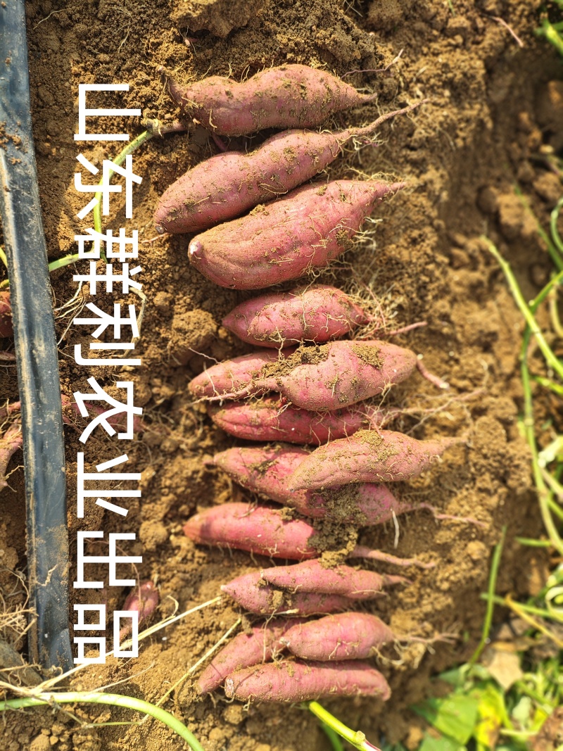 紫薯