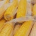 粘玉米