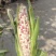新鲜花玉米，价格便宜有货