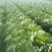 高家梁50亩白菜