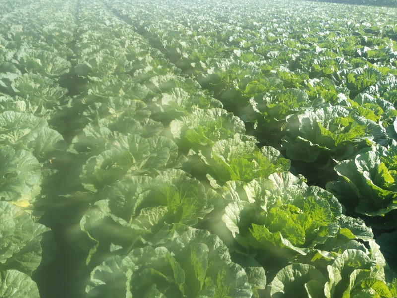 高家梁50亩白菜