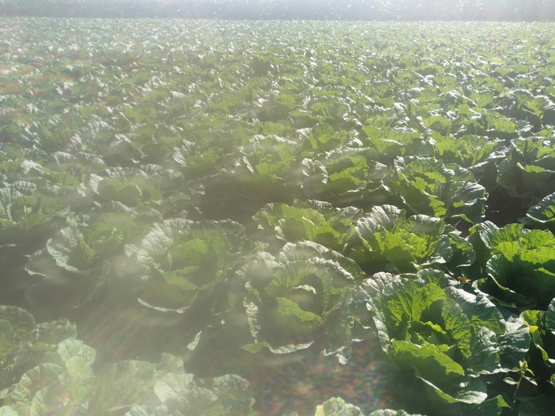 高家梁50亩白菜