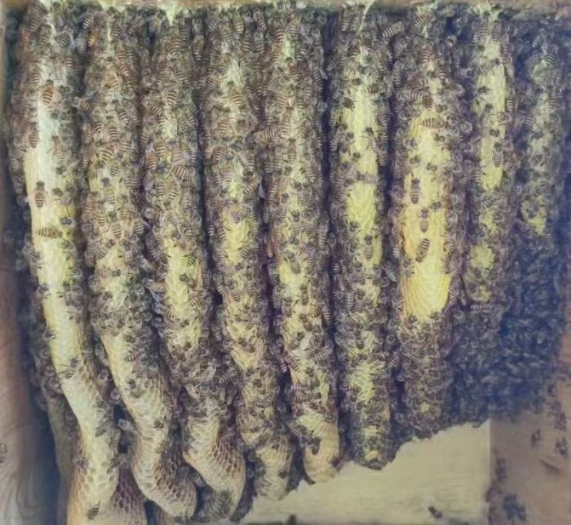 土蜂蜜