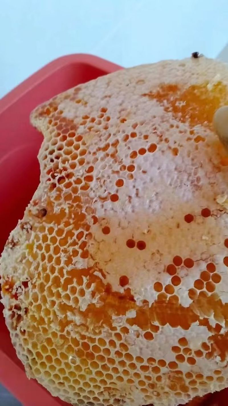 土蜂蜜