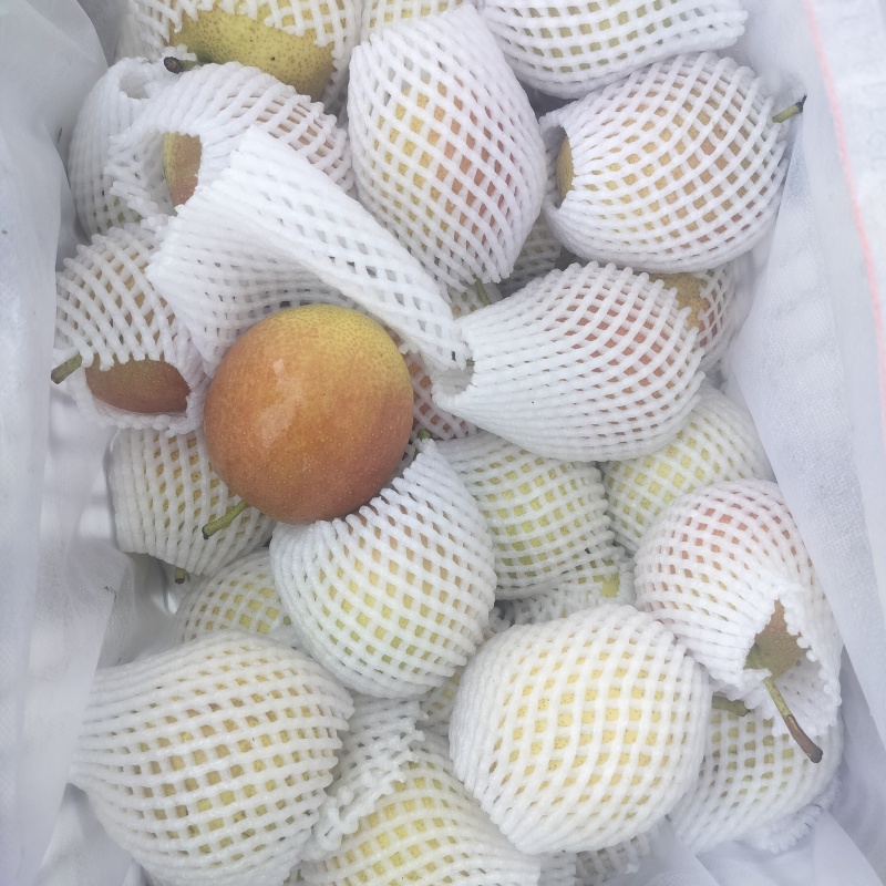 芙蓉香梨，新梨七号