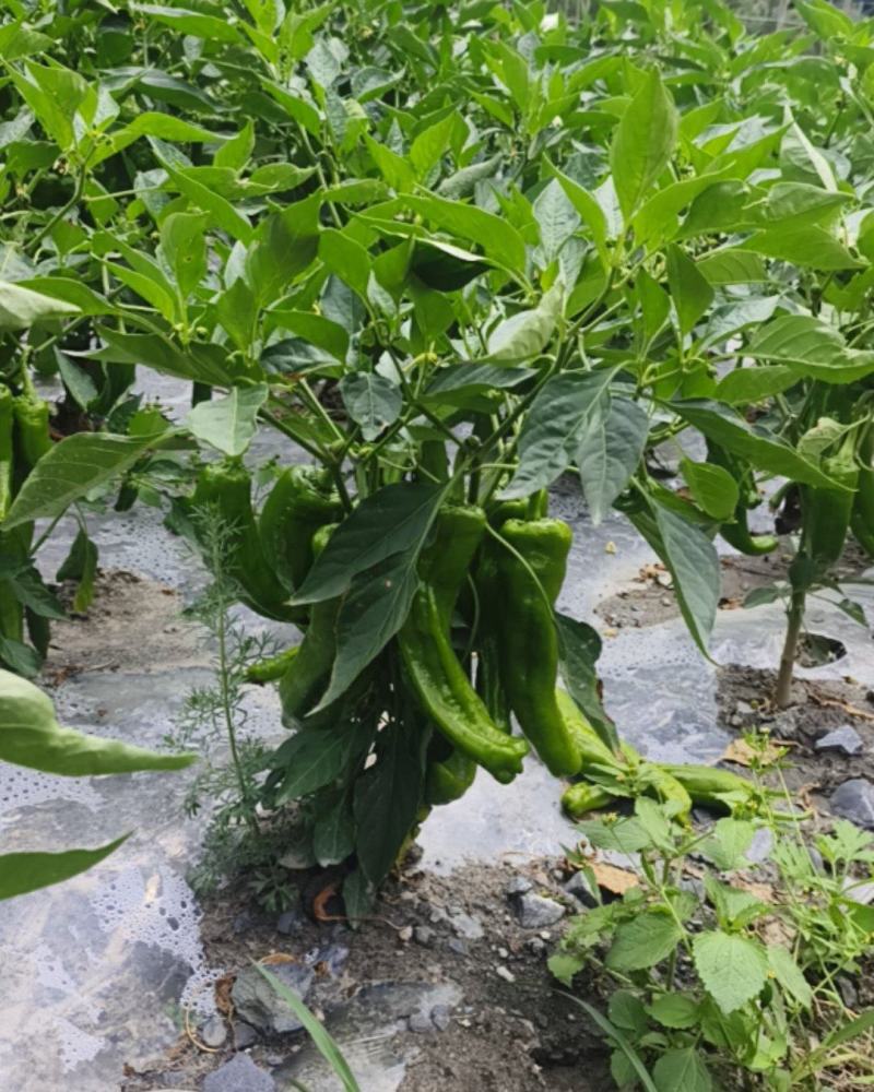 黑水微辣海椒