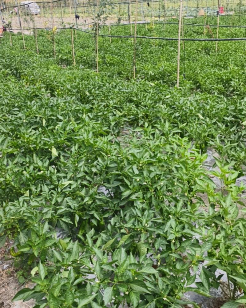 黑水微辣海椒