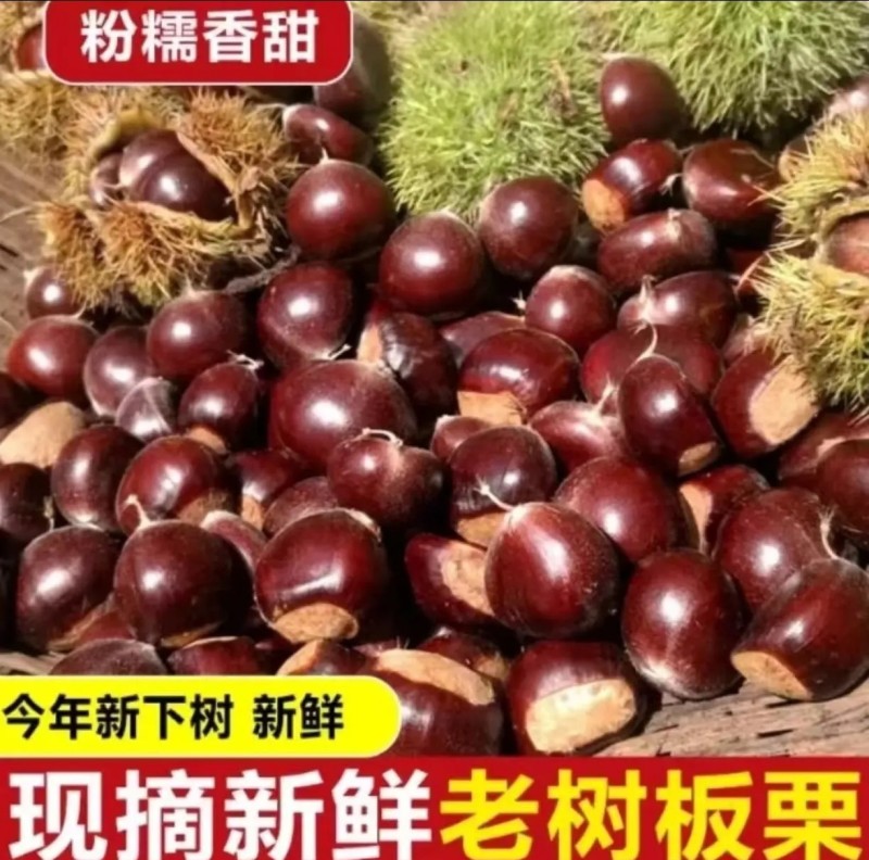 贵州望谟板栗