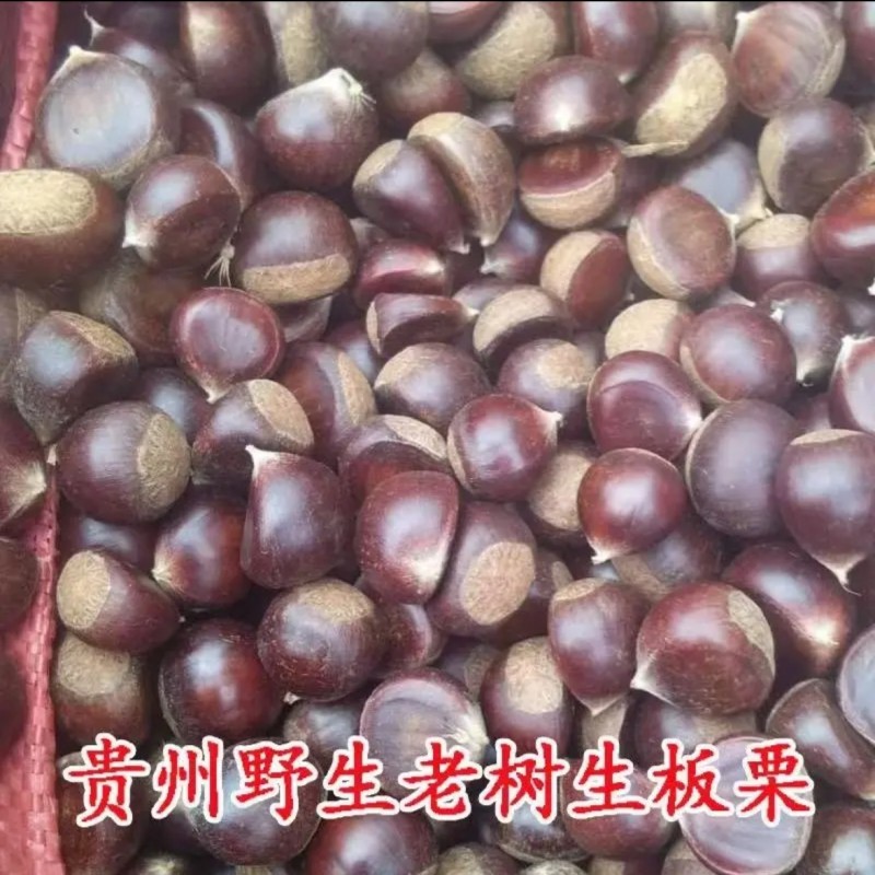 贵州望谟板栗