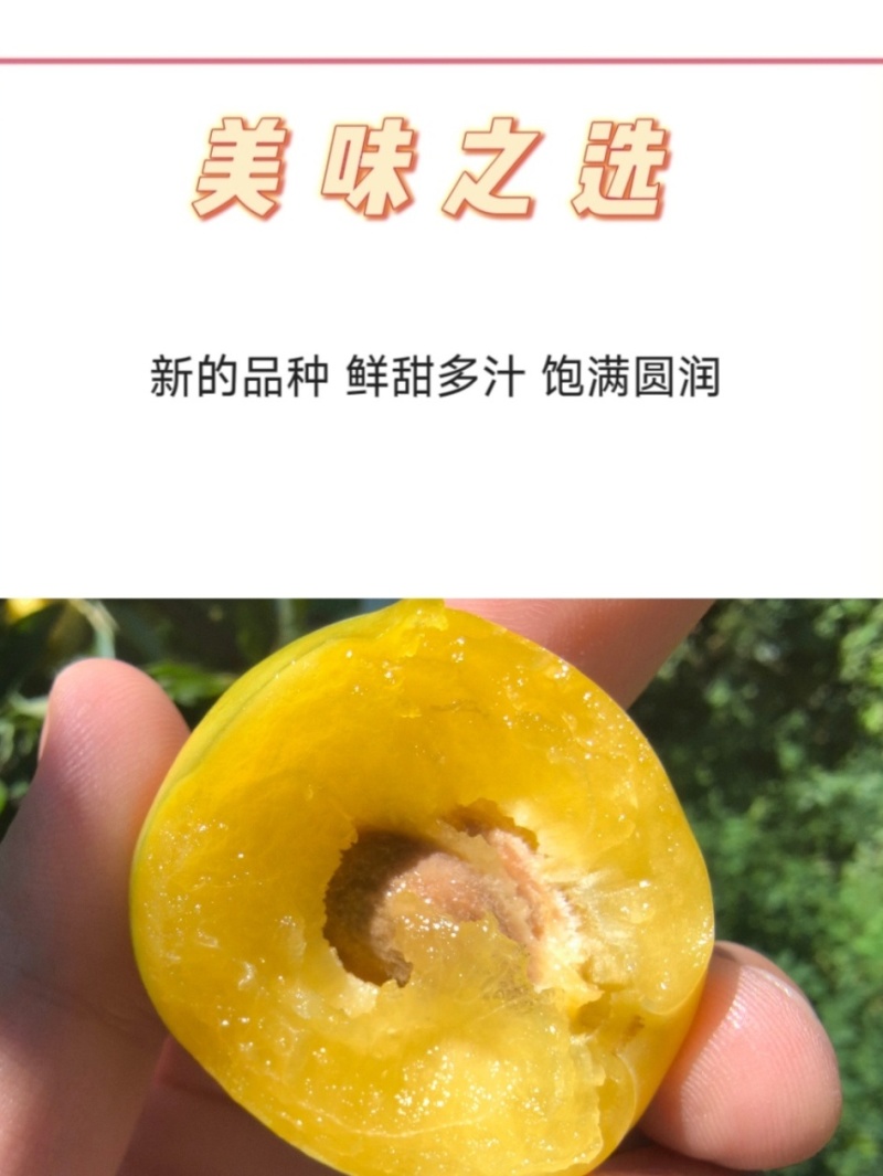 黄金西梅新疆黄金西梅上架啦
