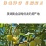 黄金西梅新疆黄金西梅上架啦