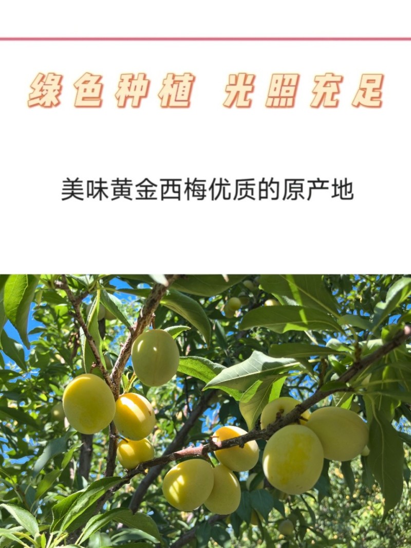 黄金西梅新疆黄金西梅上架啦