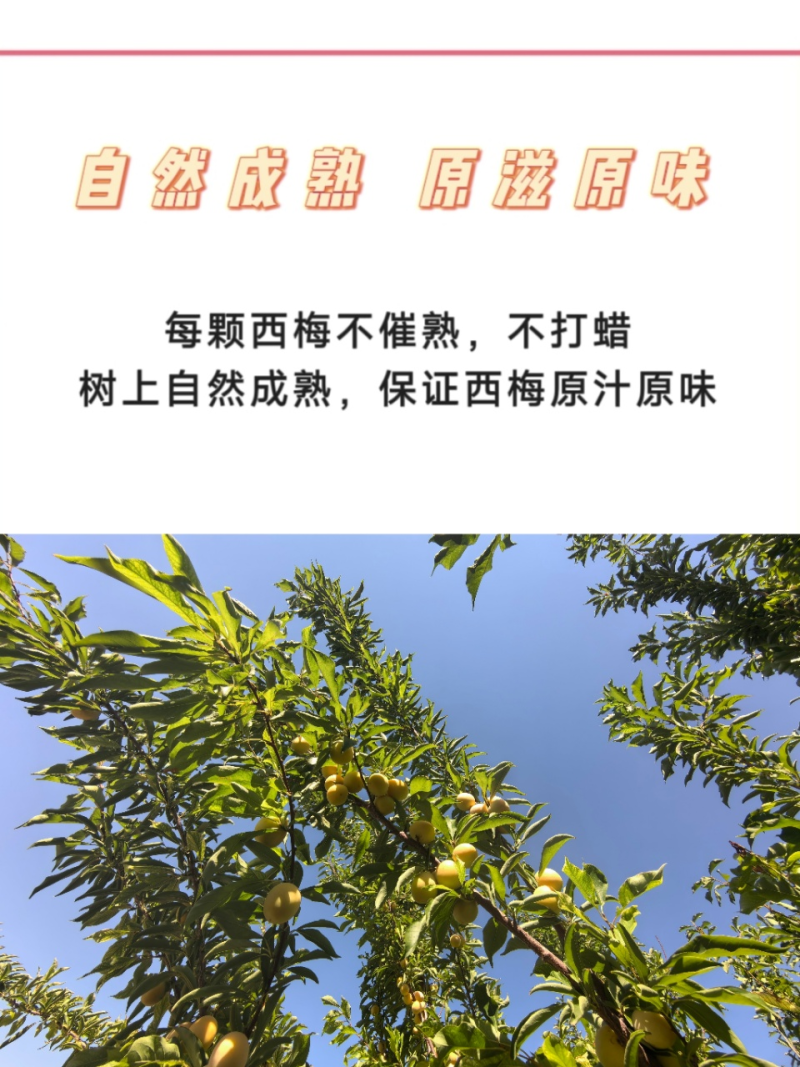 黄金西梅新疆黄金西梅上架啦