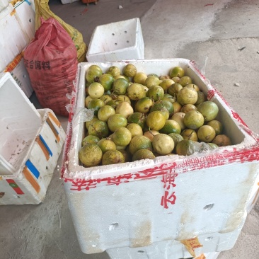 广西钦蜜9号百香果挖浆果饮料厂