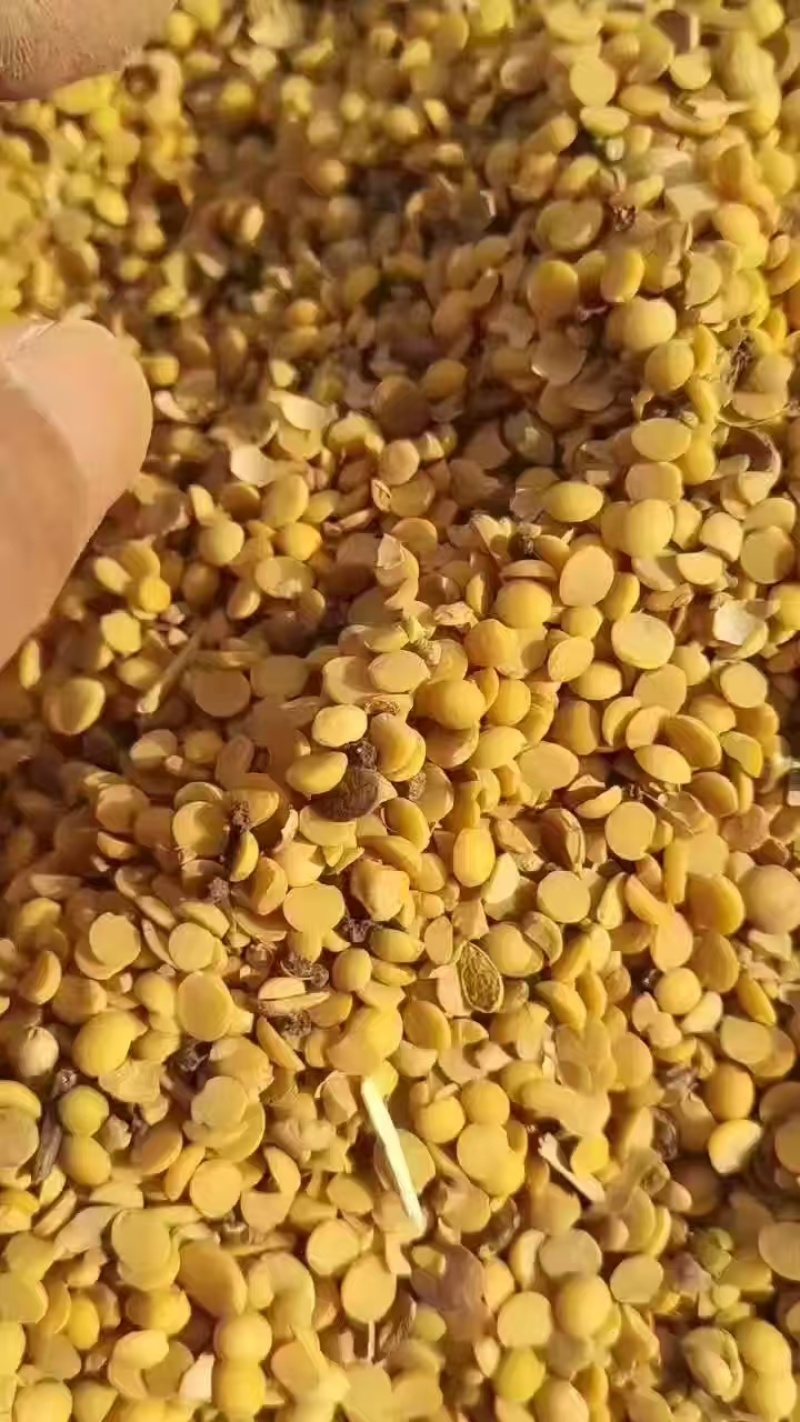 碎黄豆