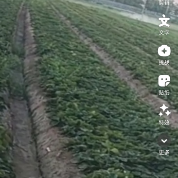 天仙醉无病苗