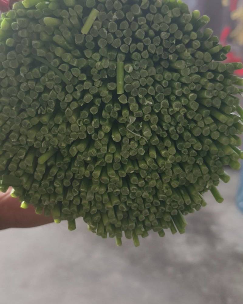 山东省韭菜苔