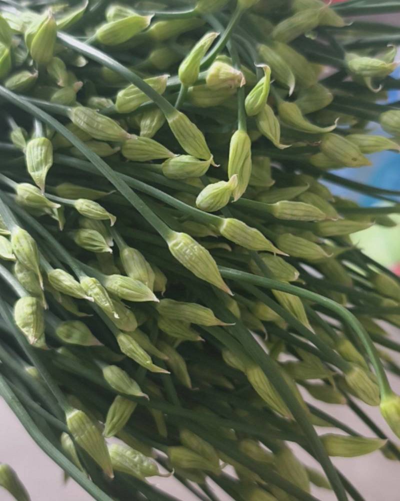 山东省韭菜苔