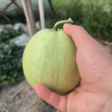 湖南香瓜