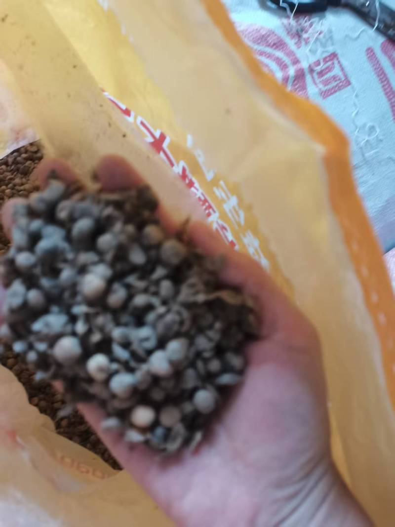 发酵大豆，回家不用二次发酵，直接使用就可以