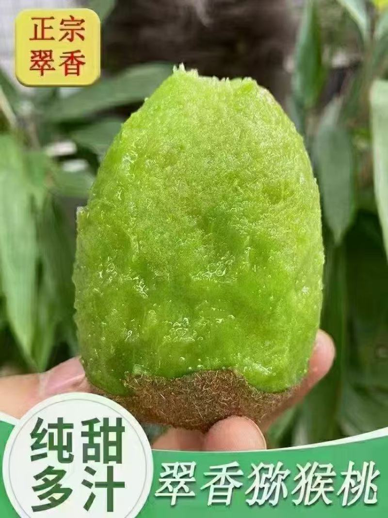 陕西周至翠香猕猴桃