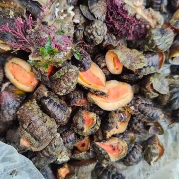 海石鳖小鲍鱼八节毛活体新鲜每天现捉