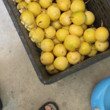 黄金百香果