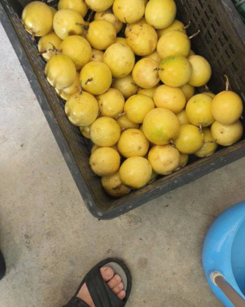 黄金百香果