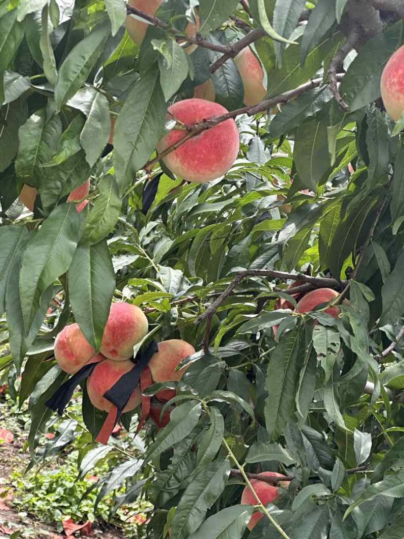 秋彤桃