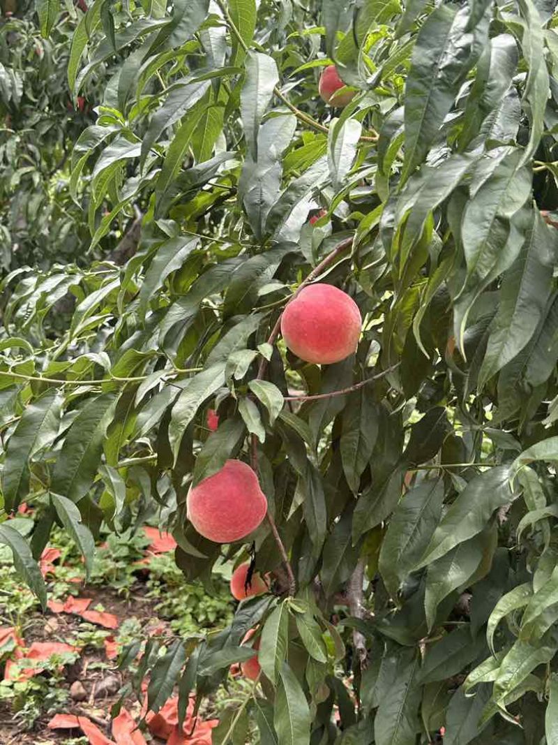 秋彤桃