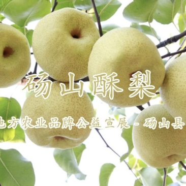 安徽省砀山酥梨