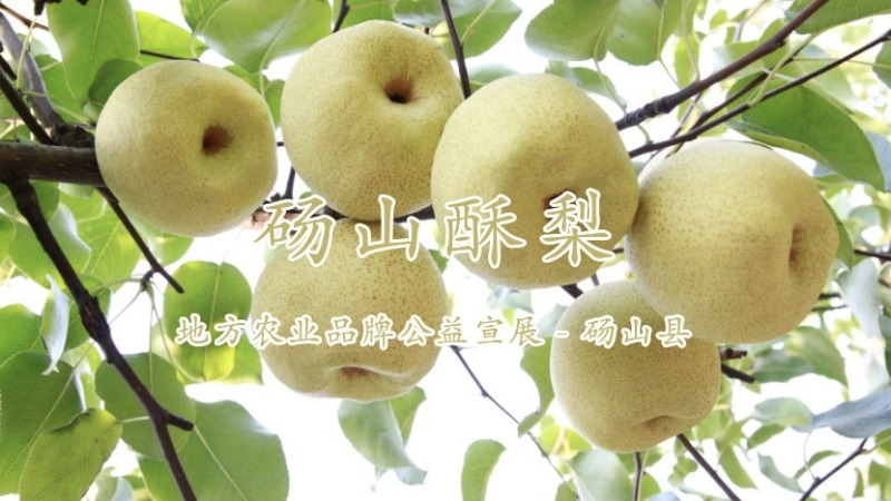安徽省砀山酥梨