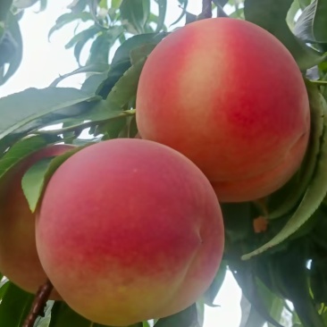 秋彤桃🍑