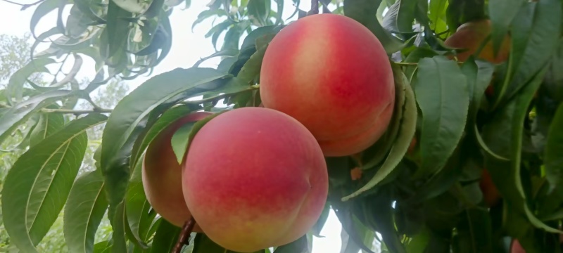 秋彤桃🍑