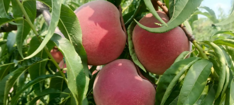 秋彤桃🍑