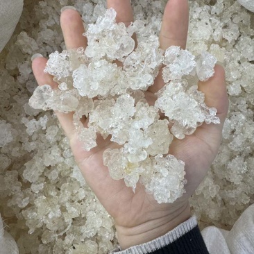 雪燕