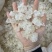 雪燕