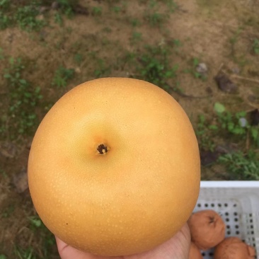 秋月梨