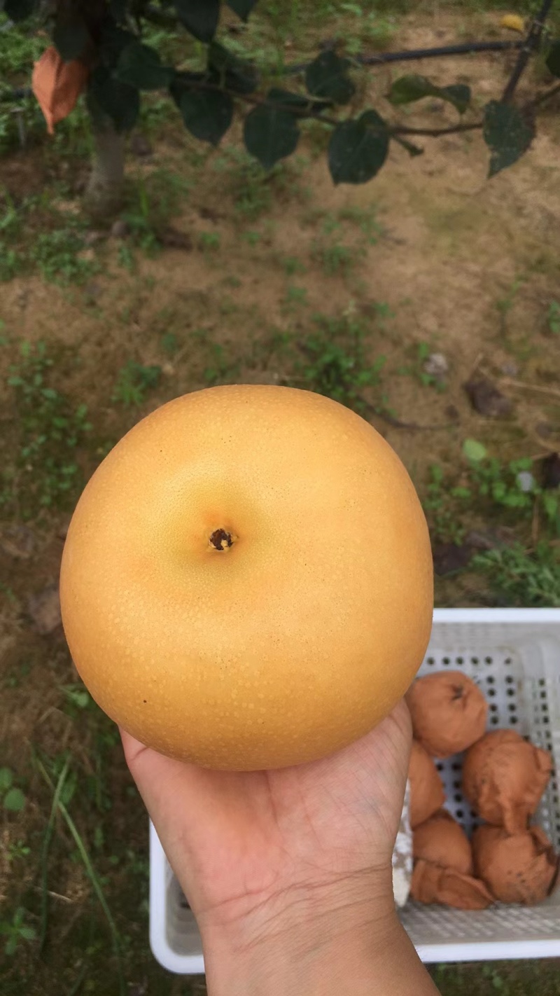 秋月梨