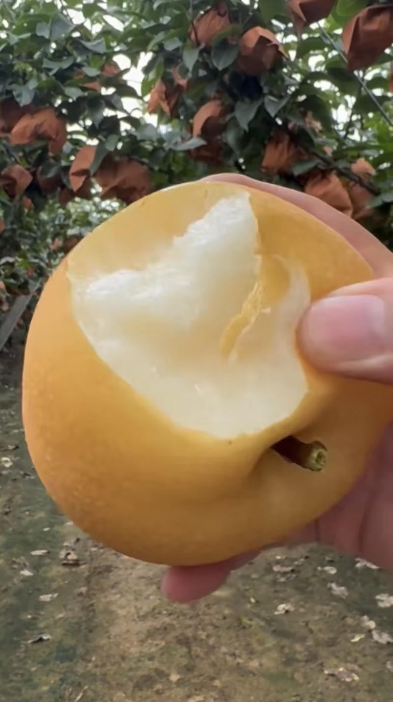 秋月梨