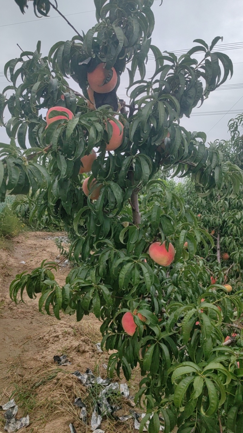 秋彤桃离核毛桃