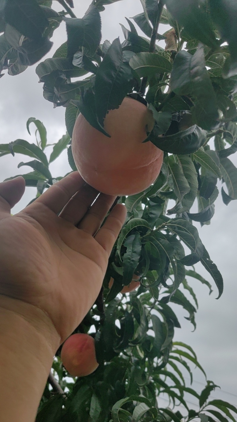 秋彤桃离核毛桃