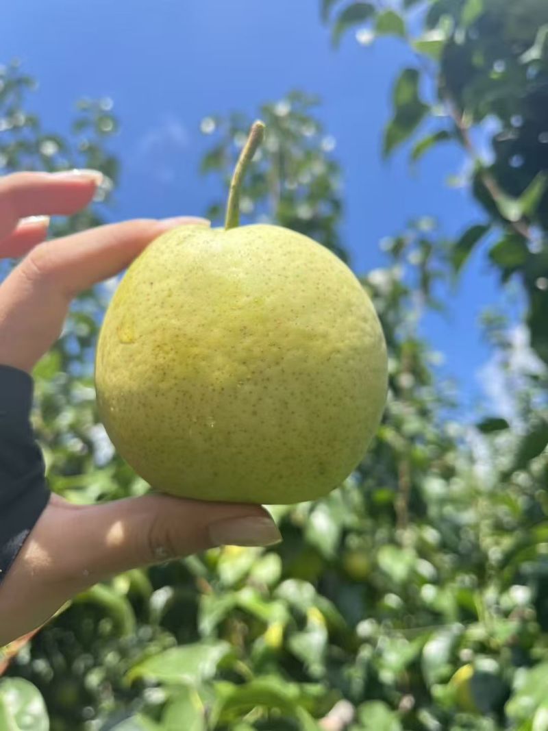青皮皇冠梨