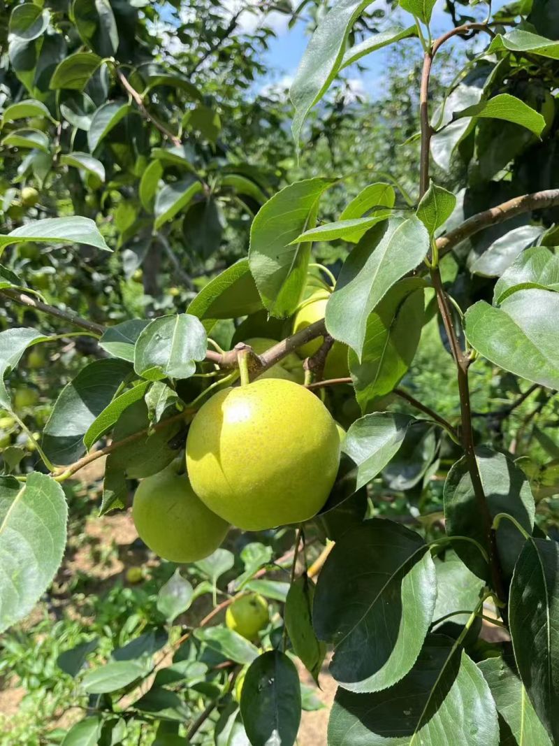 青皮皇冠梨