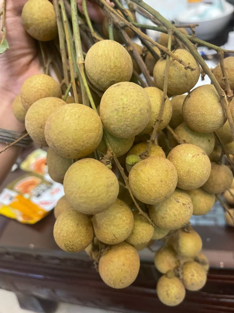 储良龙眼